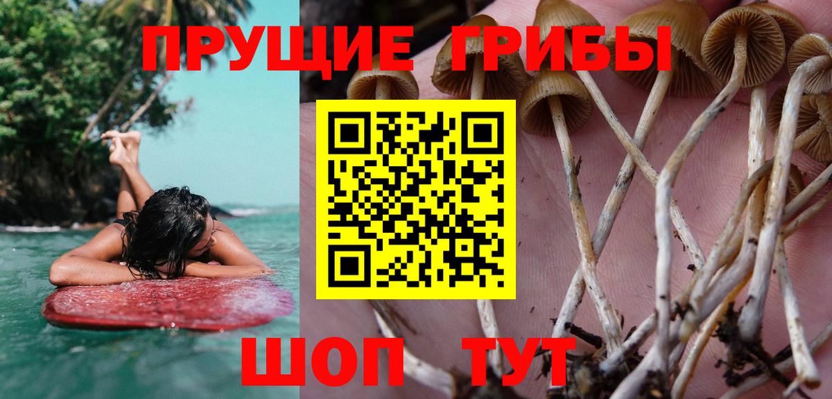 Псилоцибиновые грибы Cubensis  где купить наркоту  Гурьевск  Вход с VPN 
